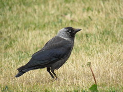 Corvus monedula