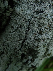 Physcia poncinsii