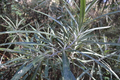 Senecio cinerarioides