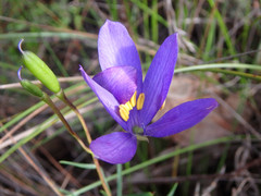 Cheiranthera alternifolia