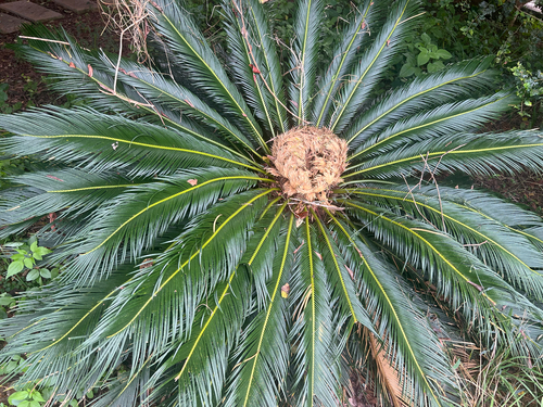 Sago cycad