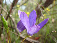 Cheiranthera alternifolia