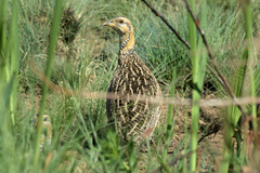 Scleroptila levaillantii