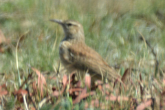 Certhilauda semitorquata