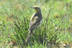 Hemimacronyx chloris