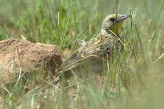 Hemimacronyx chloris