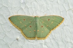 Comostola meritaria