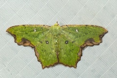 Dooabia puncticostata