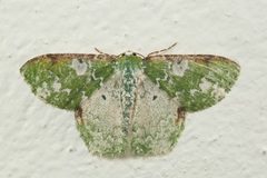 Eucyclodes albisparsa