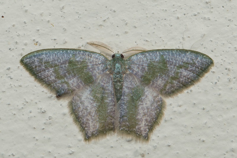 Jodis spumifera