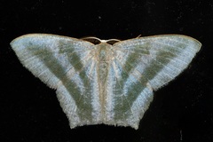 Maxates thetydaria