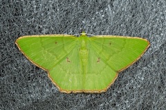 Ornithospila submonstrans