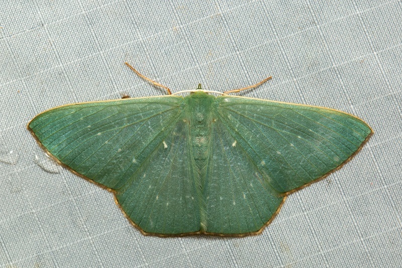 Orothalassodes glabrosa