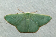 Orothalassodes glabrosa