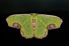 Spaniocentra apatelloides