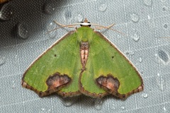 Spaniocentra apatelloides