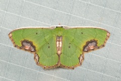 Spaniocentra apatelloides