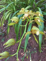 Cymbidium