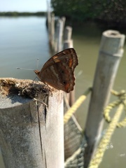 Junonia neildi varia