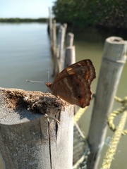 Junonia neildi varia