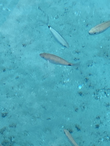 Oblada melanurus