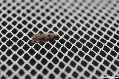 Endothenia