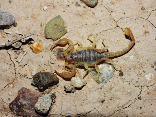 Paruroctonus gracilior