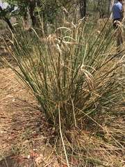 Cyperus sexangularis