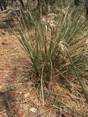 Cyperus sexangularis