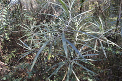 Senecio cinerarioides