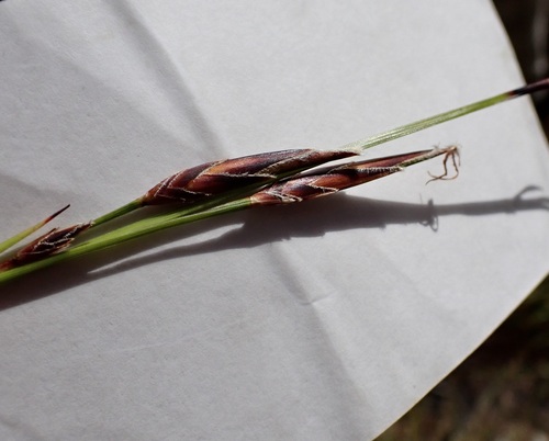 Schoenus calostachyus iNat (3)