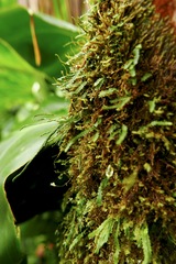 Cochlidium serrulatum