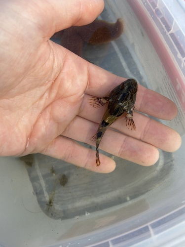 Taurulus bubalis