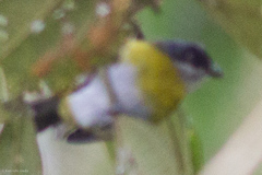Chlorospingus canigularis