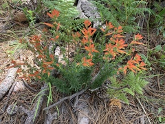 Castilleja patriotica
