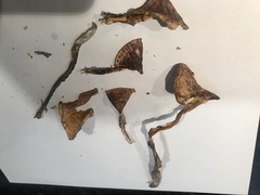 Tricholoma dulciolens