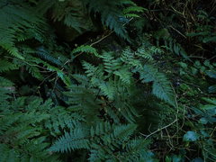 Leptolepia novae-zelandiae