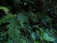 Leptolepia novae-zelandiae