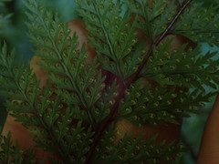 Leptolepia novae-zelandiae