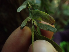 Tmesipteris horomaka