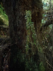 Tmesipteris horomaka