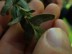 Tmesipteris horomaka