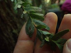 Tmesipteris horomaka