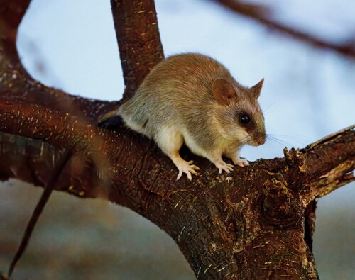 Black-tailed Thallomys