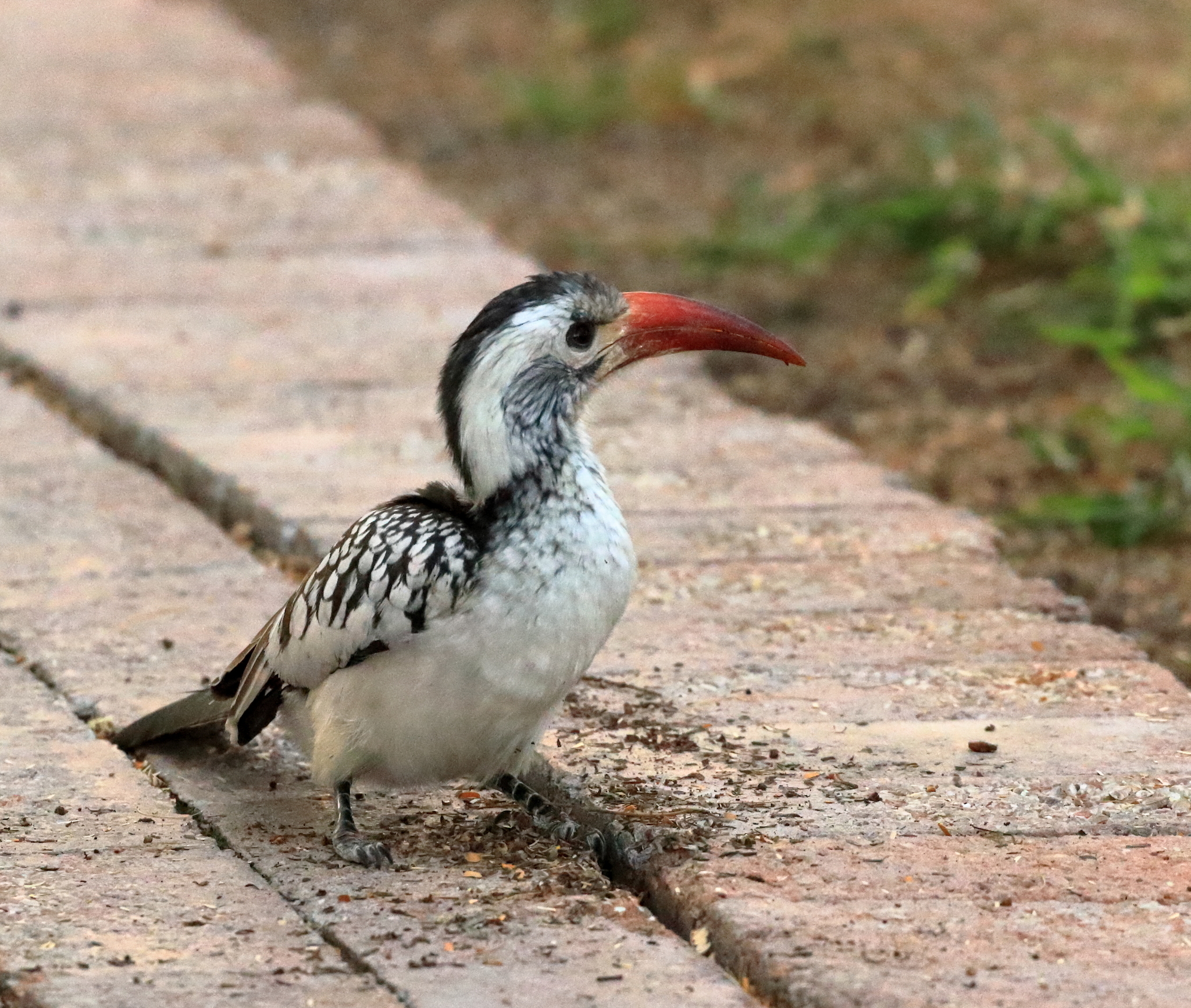 Damara Red-billed Hornbill (Tockus damarensis), photo 4