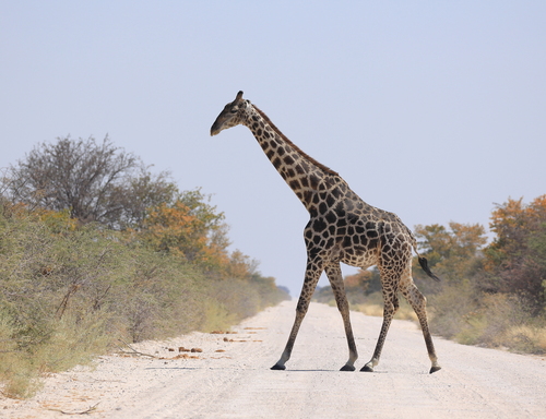 Southern Giraffe