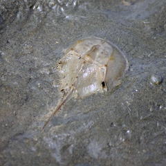 Tachypleus tridentatus