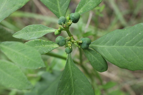 Euphorbia kurtzii