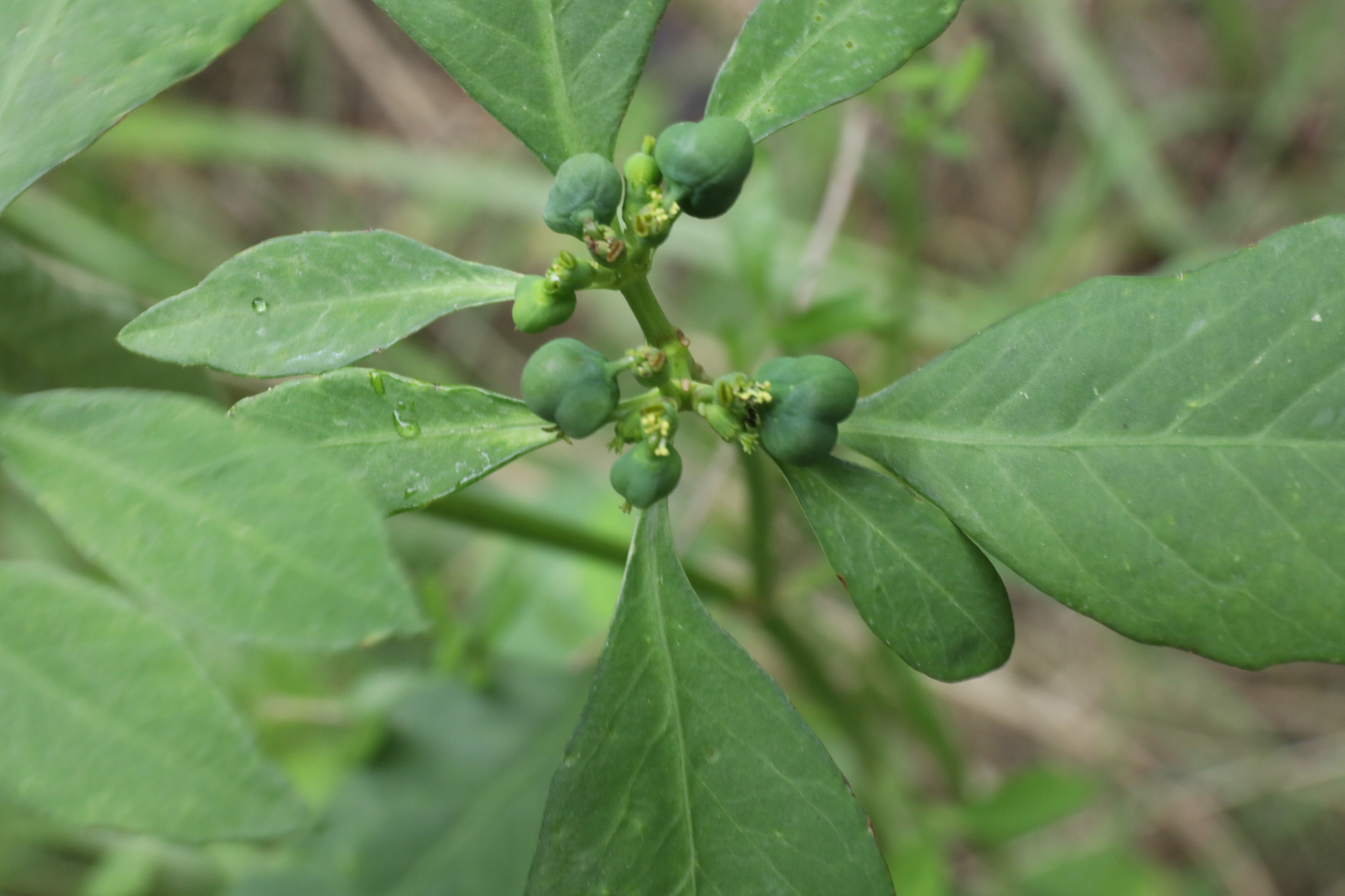 Euphorbia kurtzii