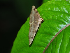 Heterophleps variegata